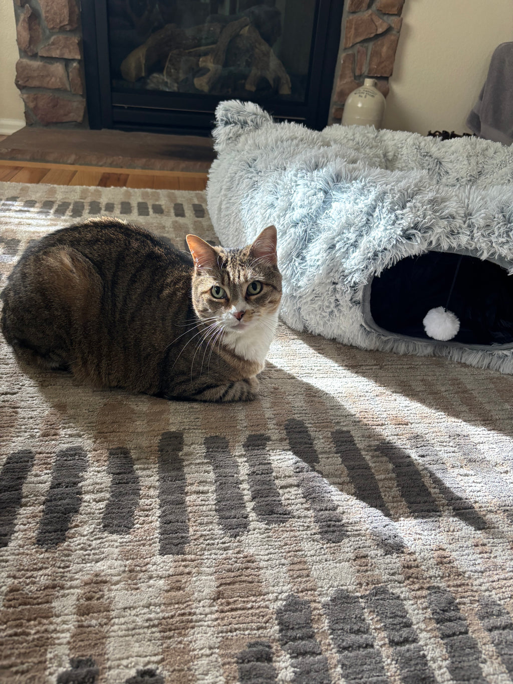 Cat Tunnel Bed with 2 Catnip Toys — 3-in-1 Tunnel, Donut Bed & Hideaway